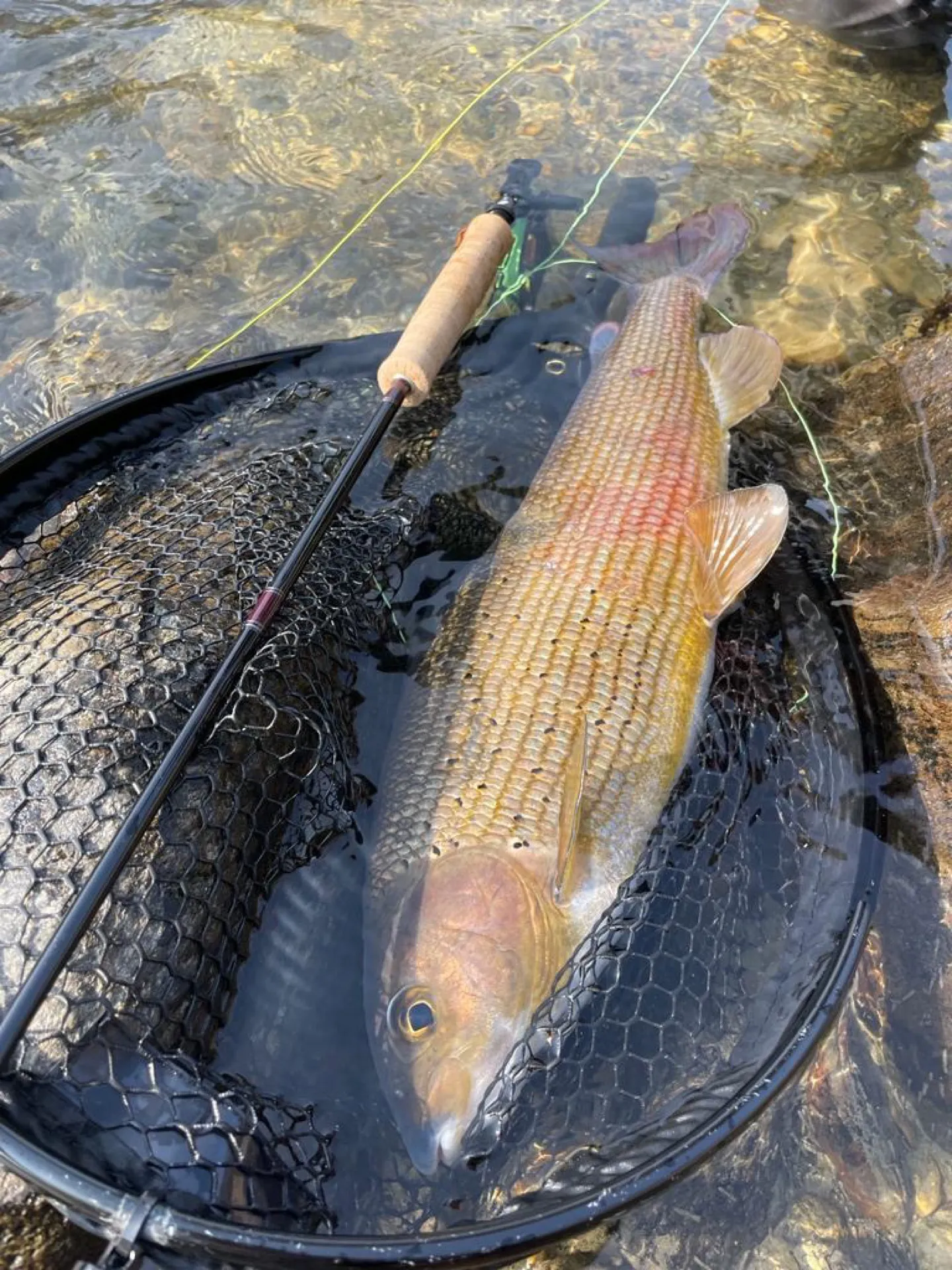 Pesca a mosca sul Lario, foto 9