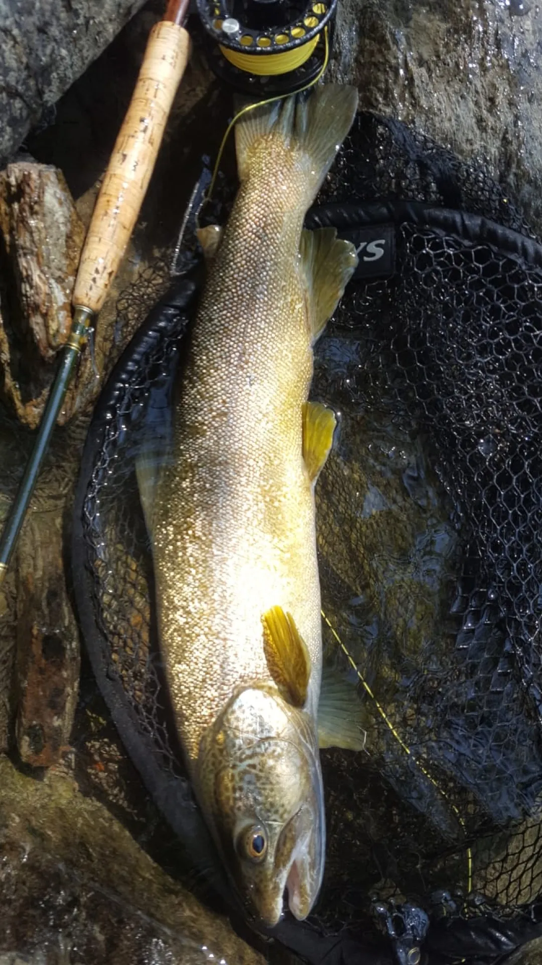 Pesca a mosca sul Lario, foto 11