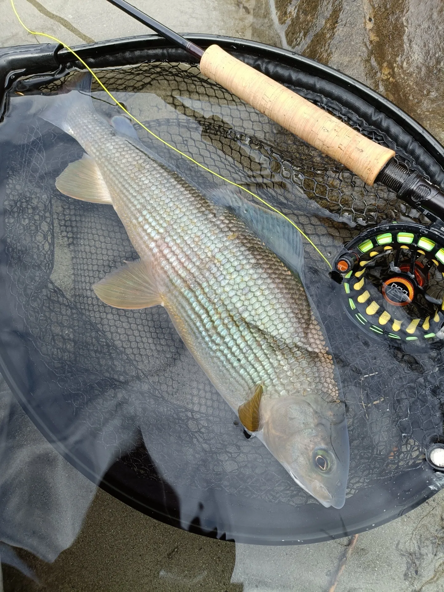 Pesca a mosca sul Lario, foto 14
