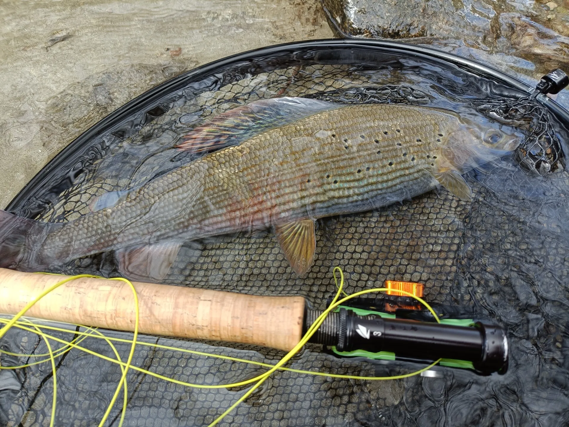 Pesca a mosca sul Lario, foto 15