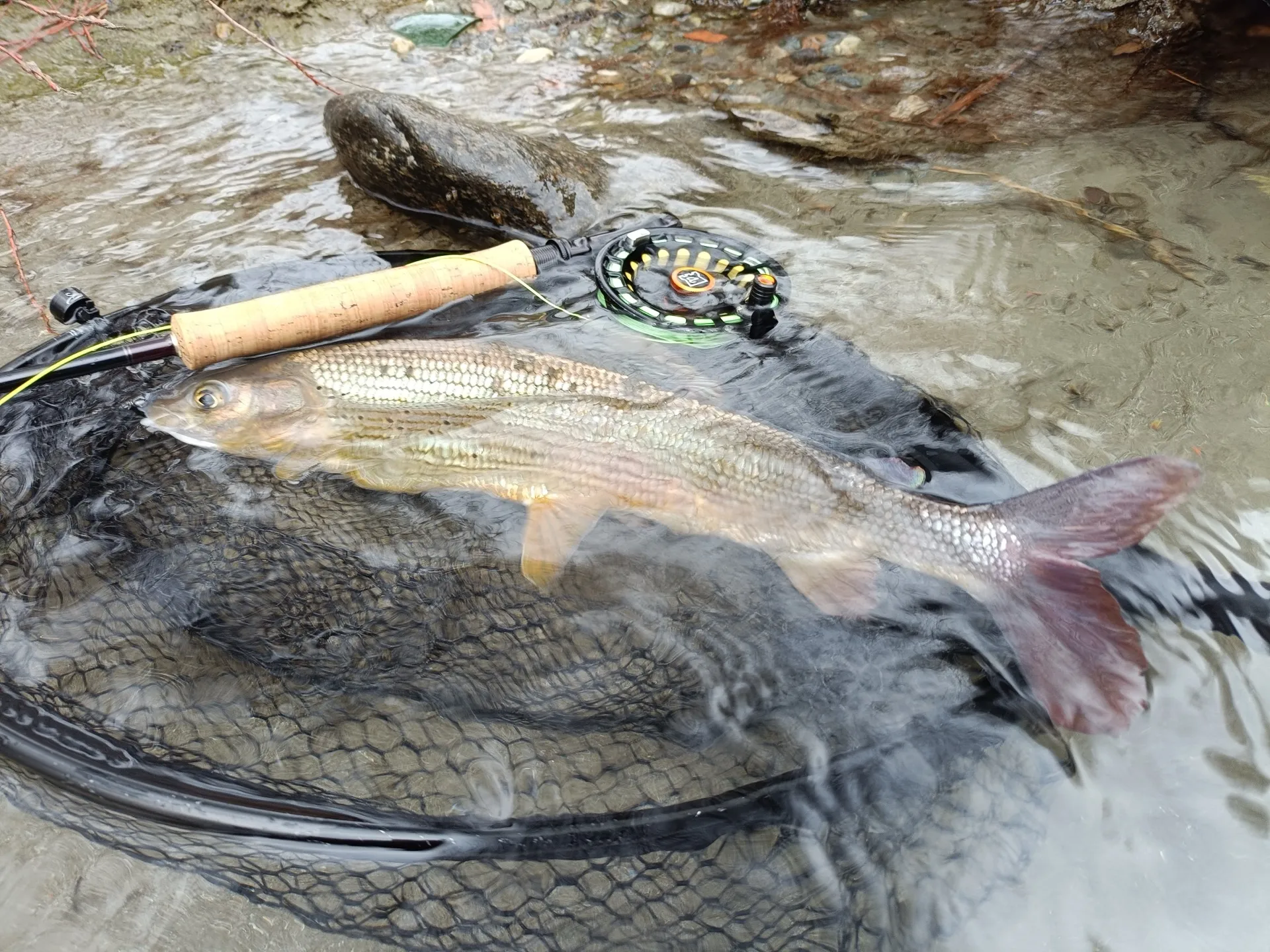 Pesca a mosca sul Lario, foto 17