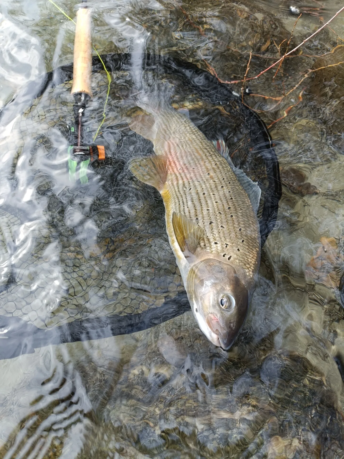 Pesca a mosca sul Lario, foto 18