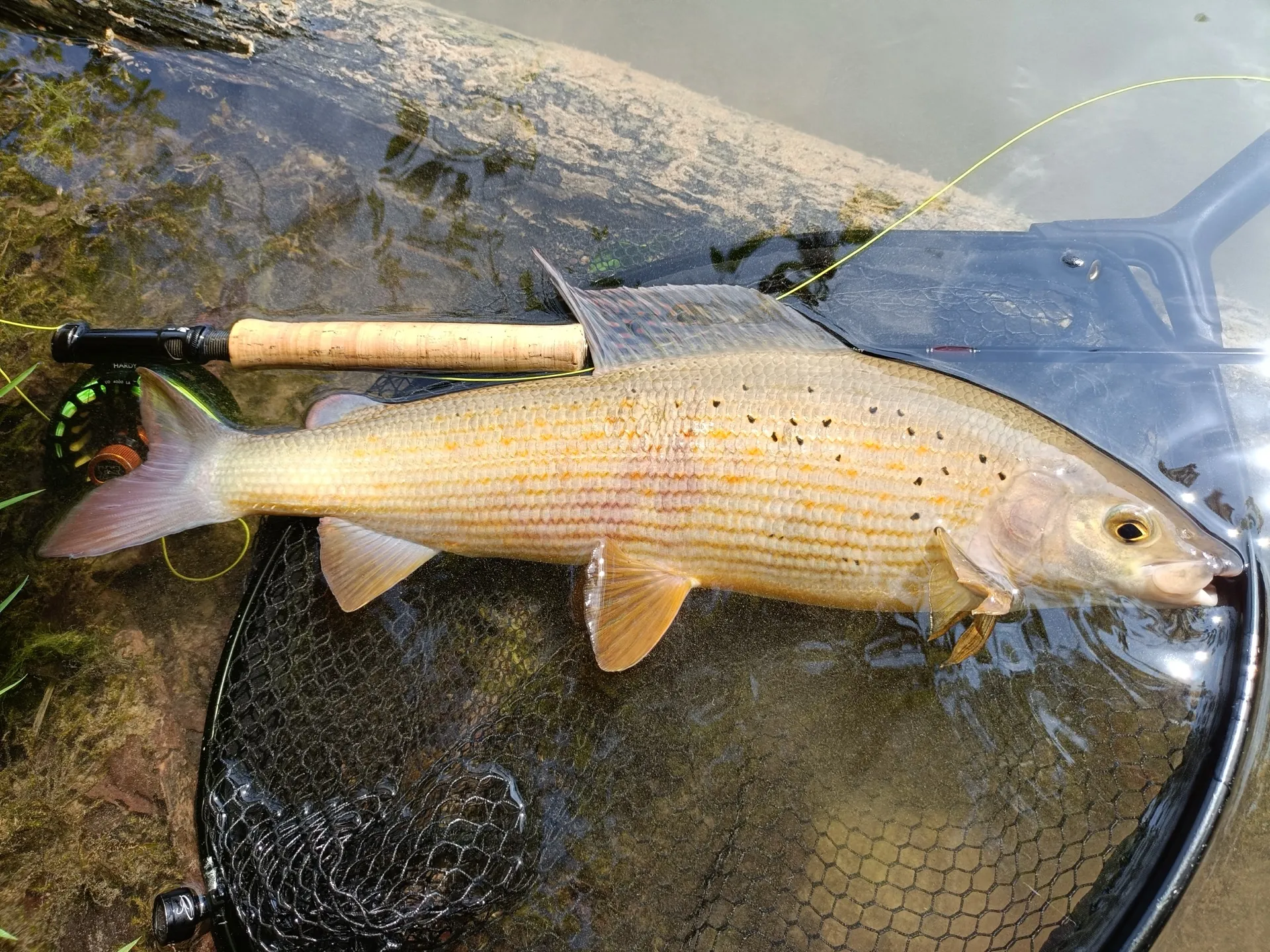 Pesca a mosca sul Lario, foto 22