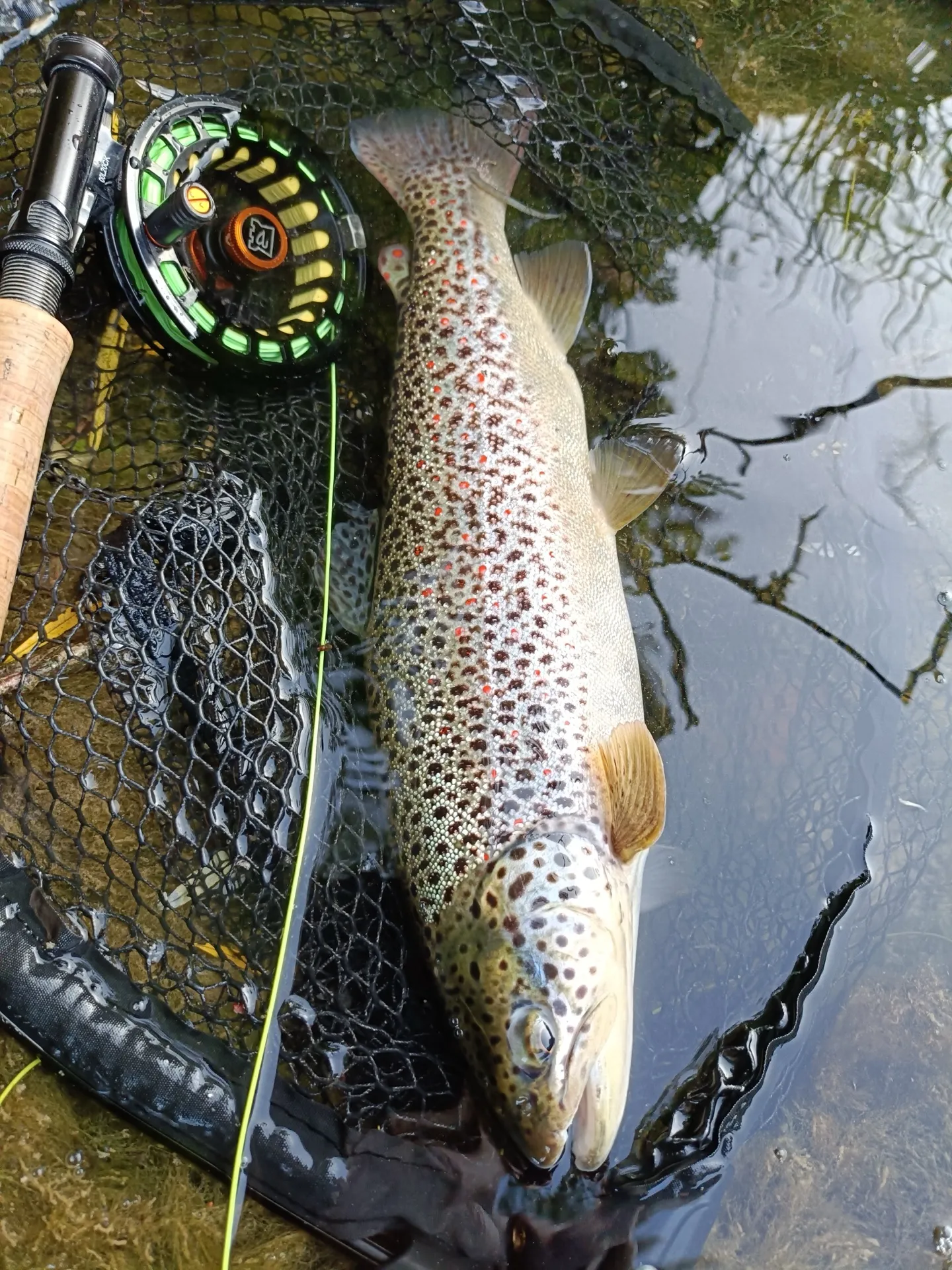 Pesca a mosca sul Lario, foto 25