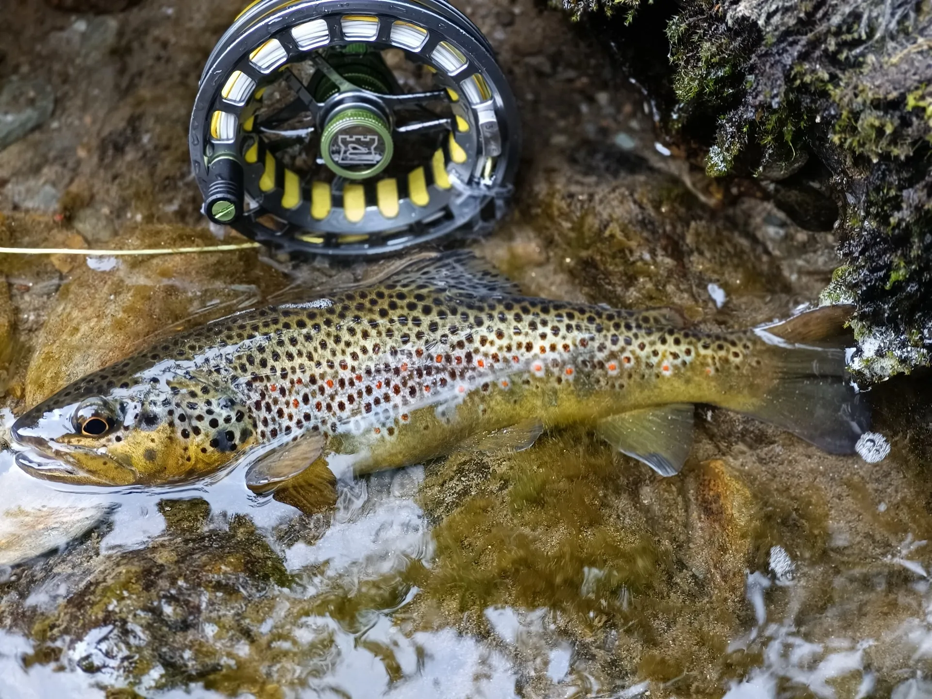 Pesca a mosca sul Lario, foto 30