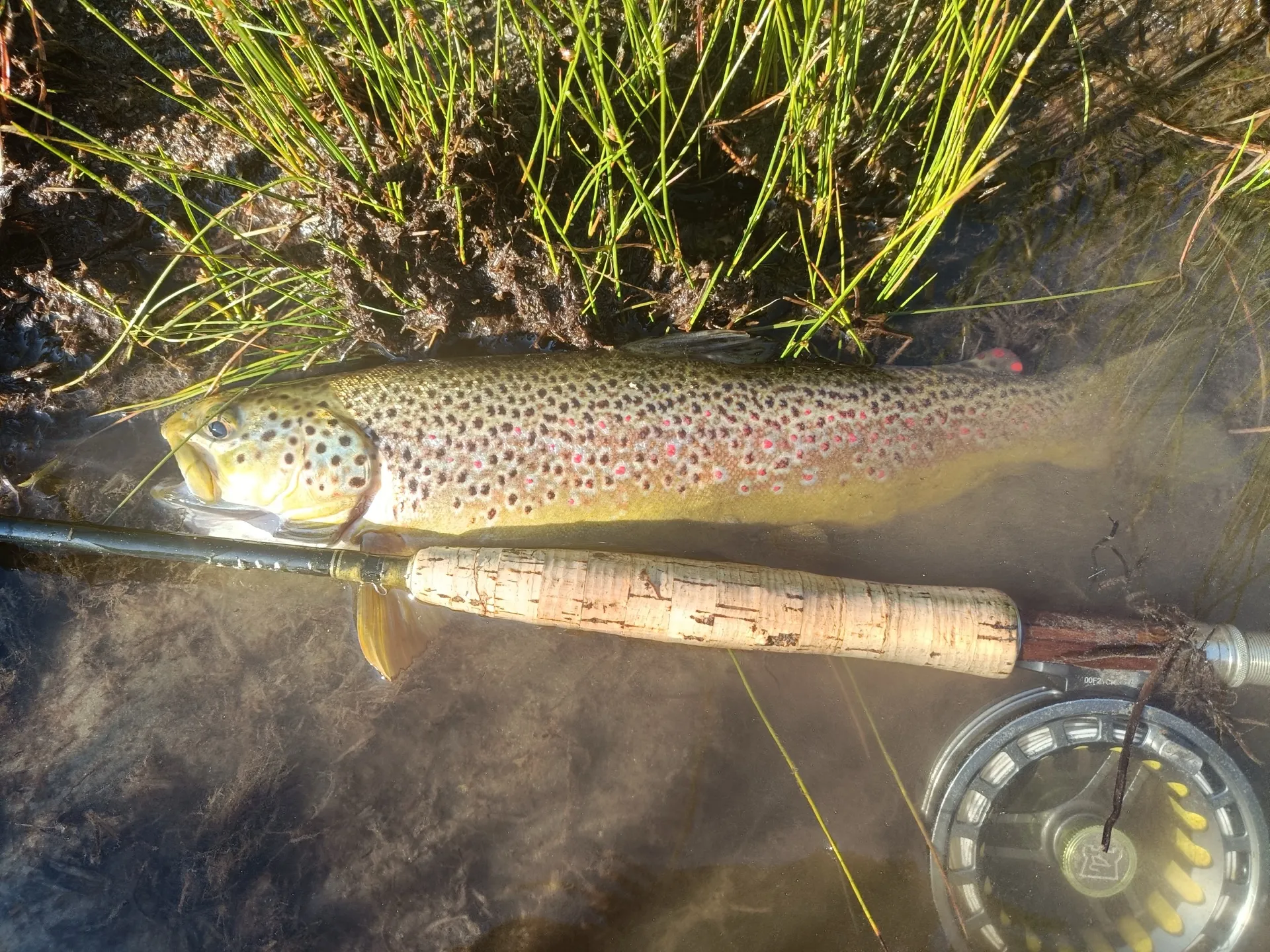 Pesca a mosca sul Lario, foto 32