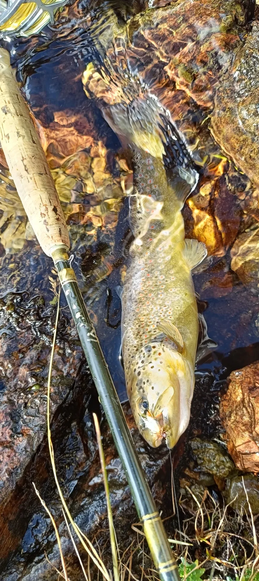 Pesca a mosca sul Lario, foto 38