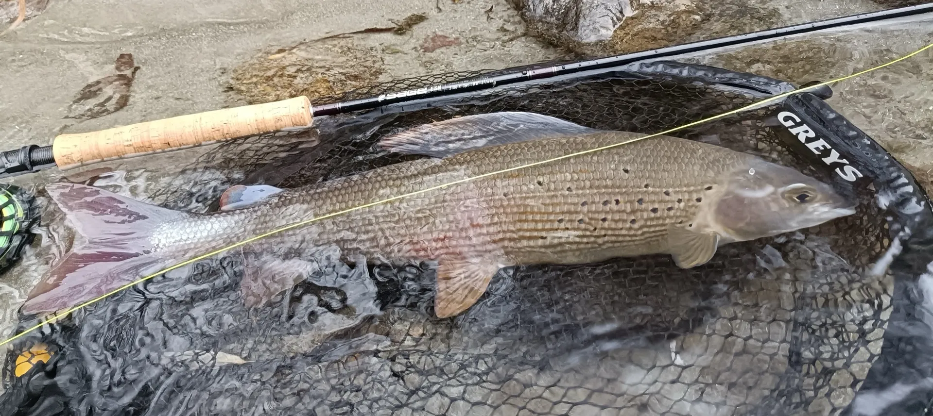 Pesca a mosca sul Lario, foto 39