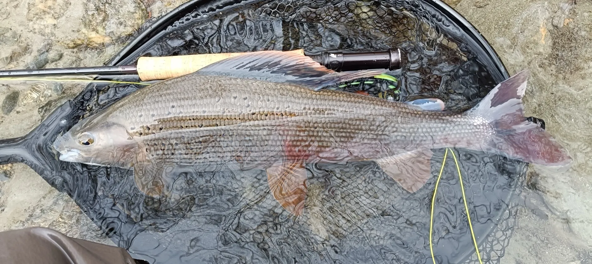 Pesca a mosca sul Lario, foto 40