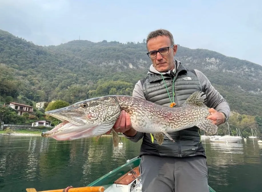 Trota dai riflessi dorati nel guadino