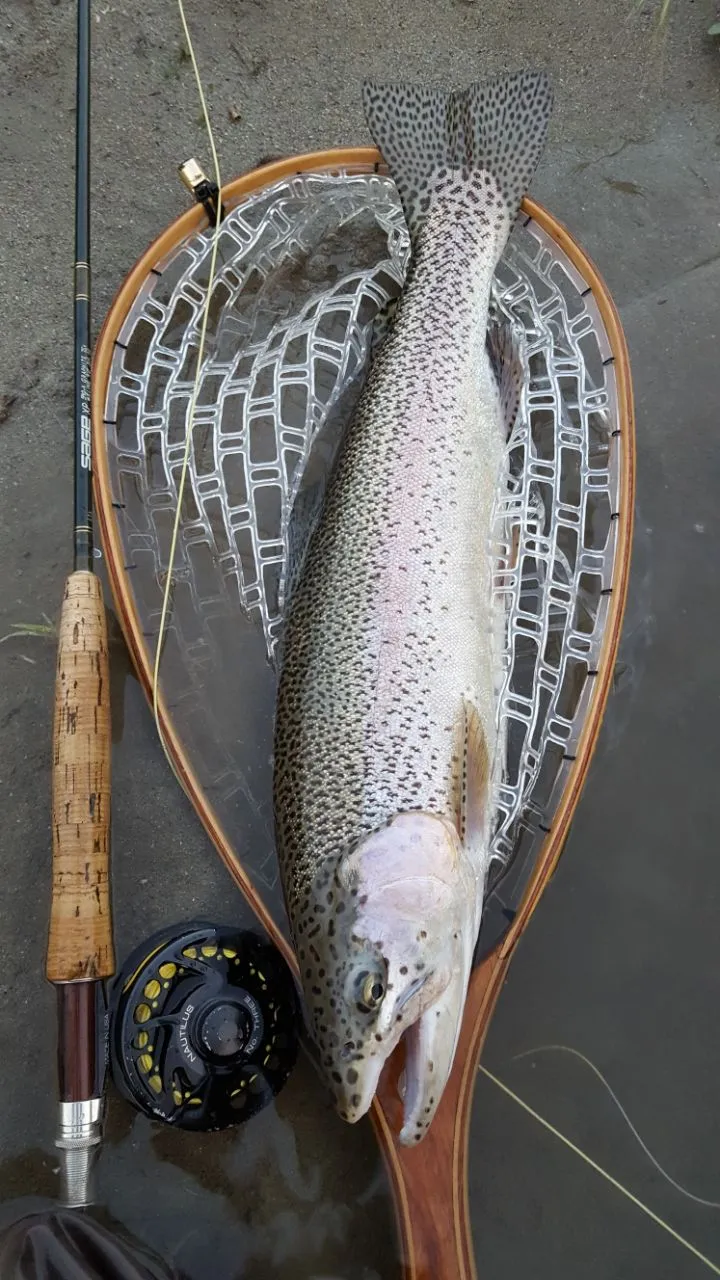 Temolo nel guadino con attrezzatura da pesca a mosca